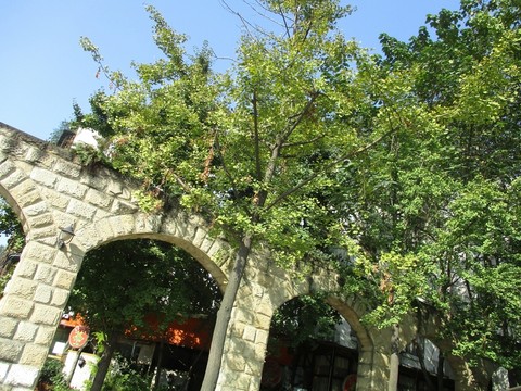 陽光綠樹石拱門