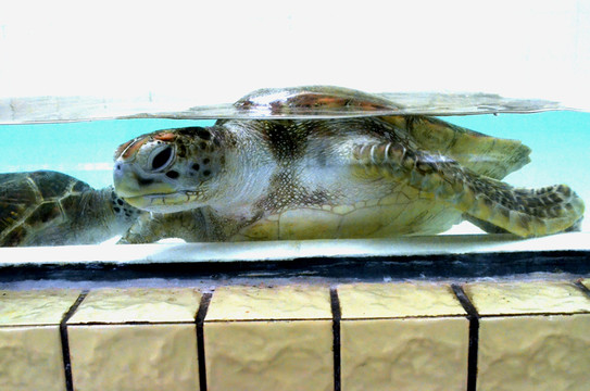 海龜 龜類 海洋生物