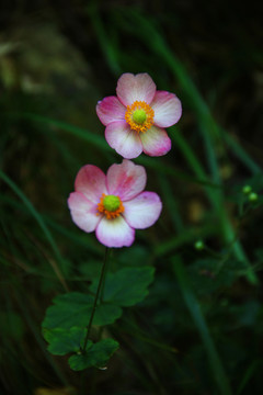 小紅花