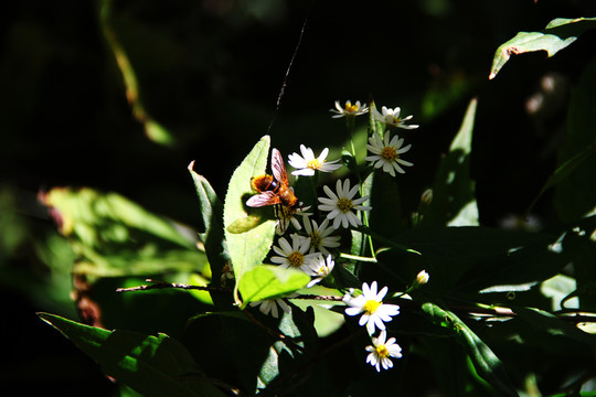 蜜蜂采蜜