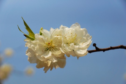 櫻花 一枝櫻花 白色櫻花