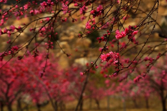 碧桃花卉