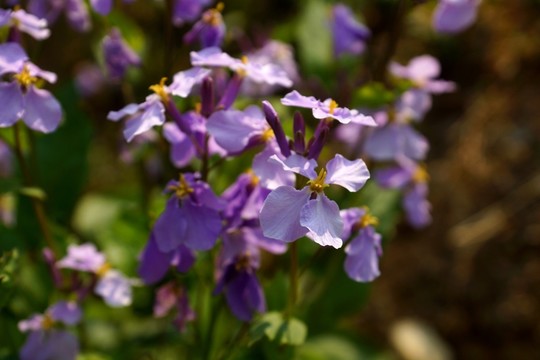 蘭花 二月蘭