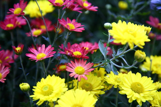菊花