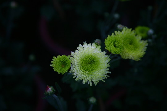 菊花