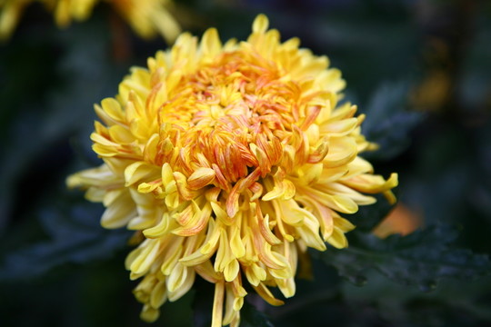 菊花