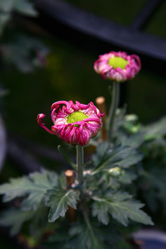 菊花