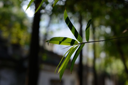 竹葉