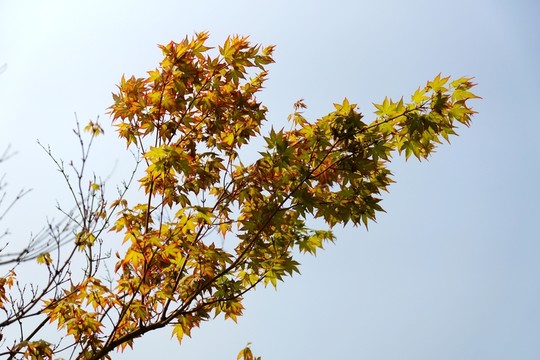 楓樹枝葉