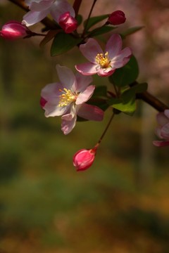 盛開(kāi)的櫻花