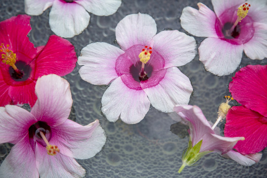 木槿花圖案