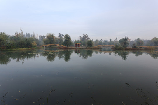 湖 樹林