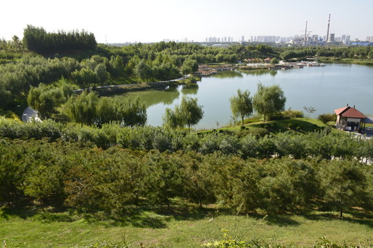 樹林