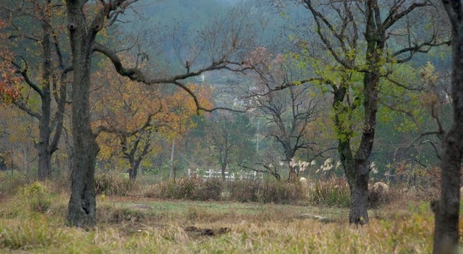 羅田九資河風(fēng)光
