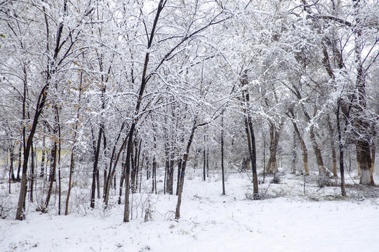 冬雪