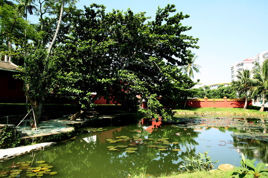 樹(shù)木 技葉 綠色風(fēng)景 藍(lán)天