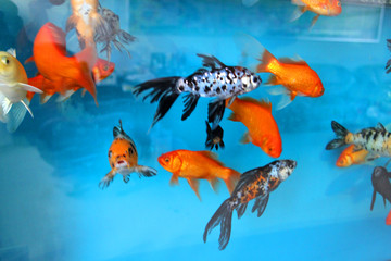 金魚 錦鯉 觀賞魚