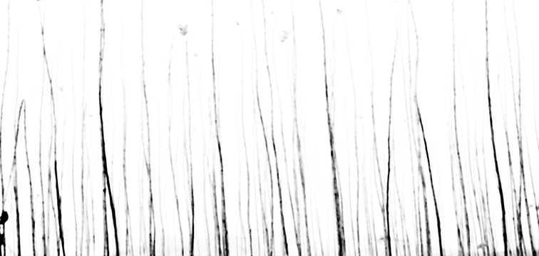 抽象 黑色枝條