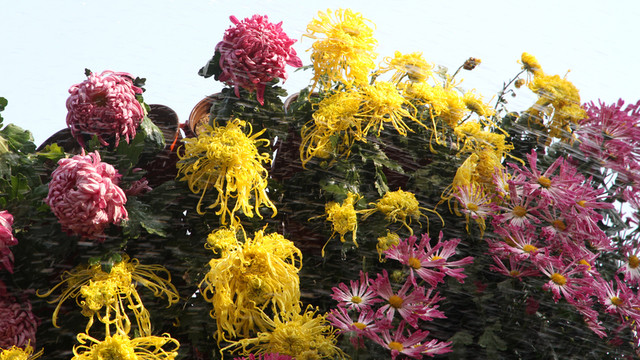 菊花