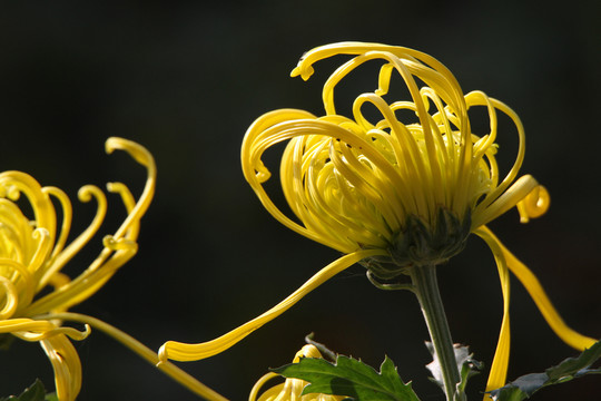 菊花