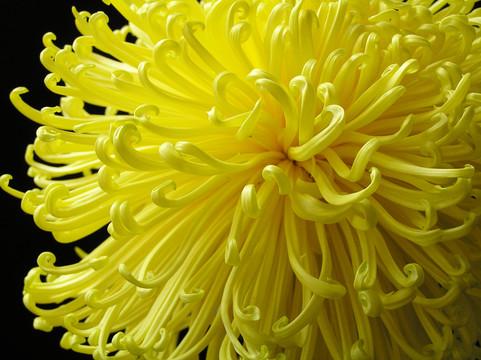 黃菊花