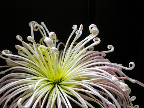 菊花
