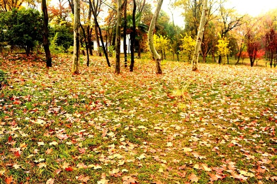 秋色 落叶