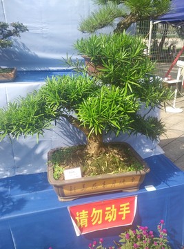 羅漢松盆栽