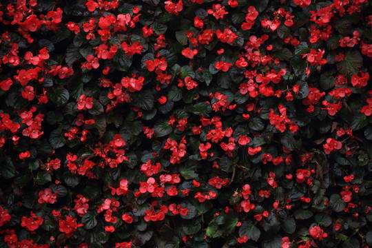 花墻