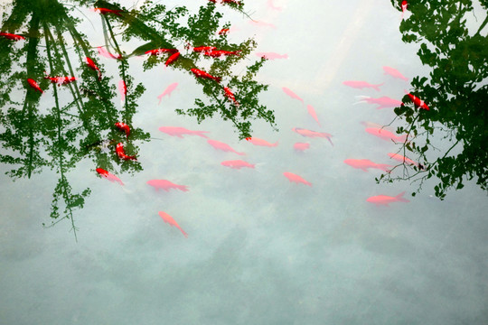 錦鯉
