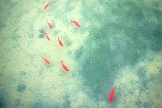 錦鯉