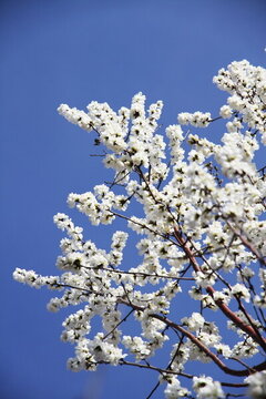 春花爛漫 白色花 藍天