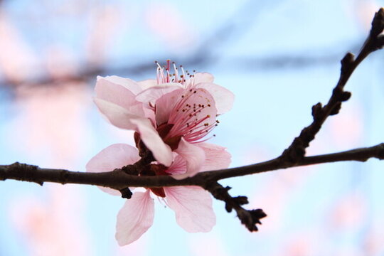 杏花 粉色花 花蕊