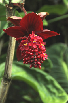 熱帶花卉