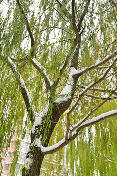 雪壓柳枝頭