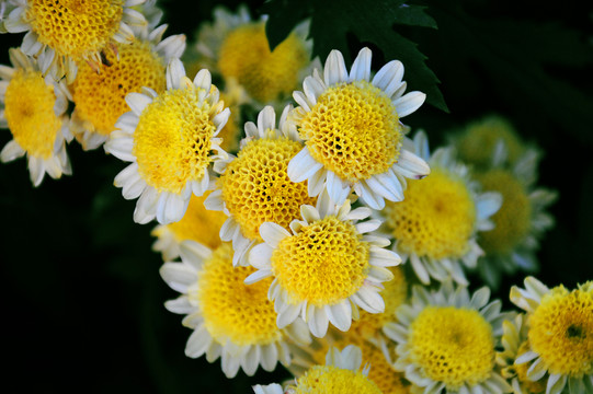 白色小菊花