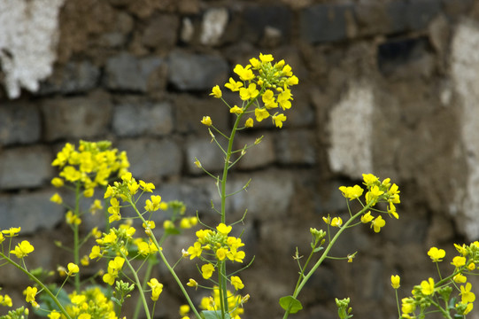 油菜花