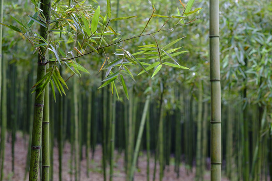 綠竹林