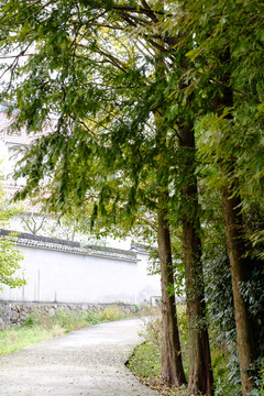 竹林