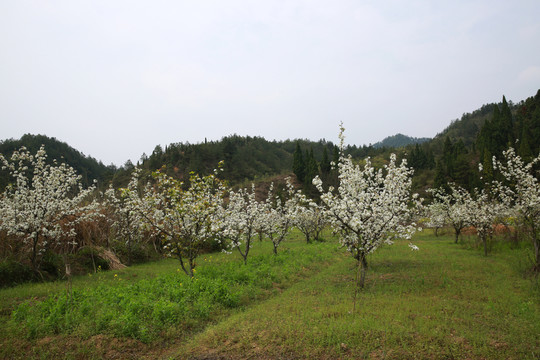 梨園