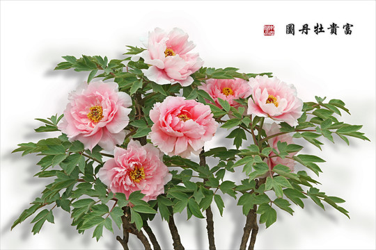 富貴牡丹圖