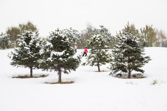 雪后公園