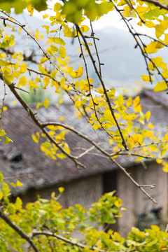 韶關(guān)南雄