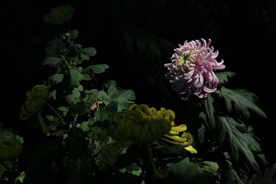 菊花