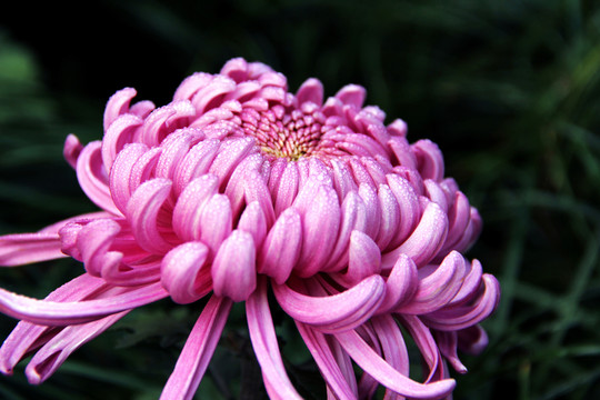 紫色菊花