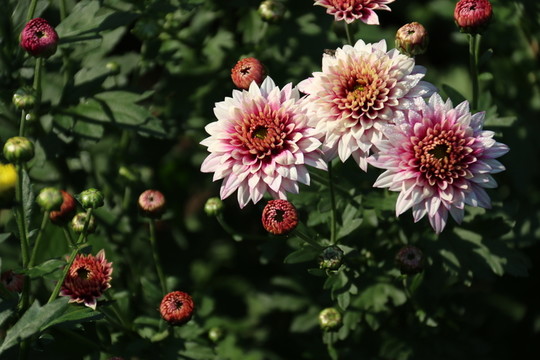 菊花