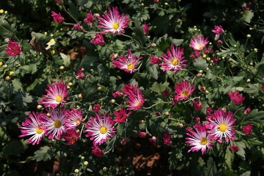 菊花