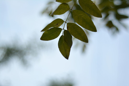 樹葉