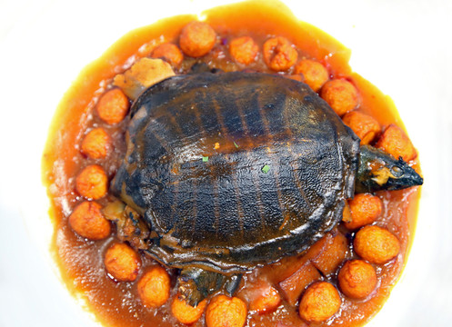 金蛋甲魚(yú)