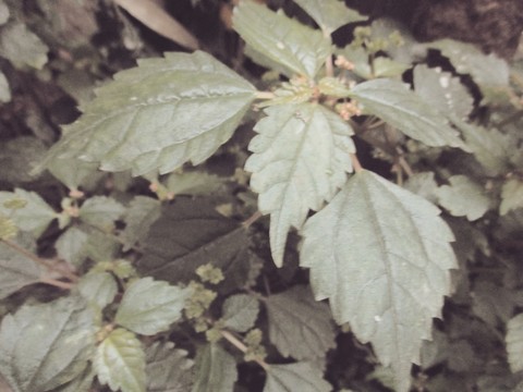 綠葉攝影背景素材